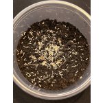 Folsomia candida chvostoskoci násada 250 ml – Hledejceny.cz