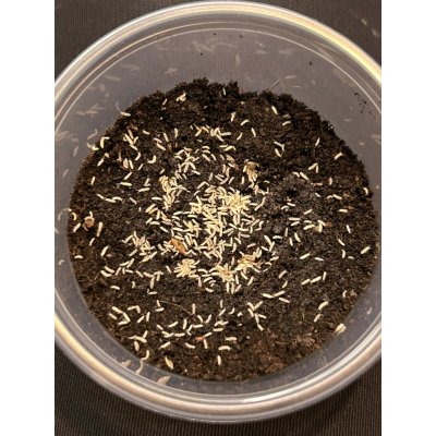 Folsomia candida chvostoskoci násada 250 ml – Hledejceny.cz