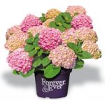 Hortenzie velkolistá Hydrangea macrophylla Forever & Ever růžová – Sleviste.cz