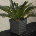 Lamela Květináč Juka 250 x 250 mm ratan grafit – Hledejceny.cz