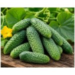 Okurka nakládačka 'Alhambra F1' v květináči – Zboží Dáma