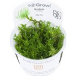 Gratiola viscidula – Zboží Dáma