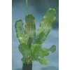 Akvarijní rostlina I--Z Aponogeton madagascar KN