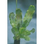 Aponogeton madagascar KN – Zboží Dáma