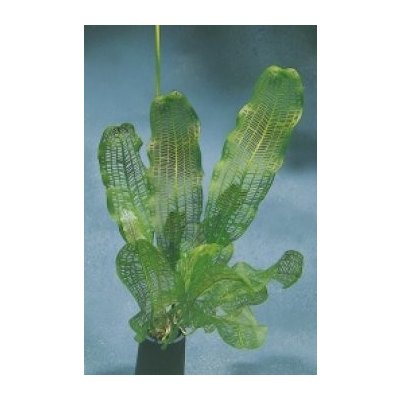 Aponogeton madagascar KN – Zboží Dáma