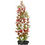 Tetra Ludwigia repens Red Ludwigia 15 cm – Zboží Mobilmania