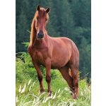 Pohlednice Kůň 95 – Zboží Dáma