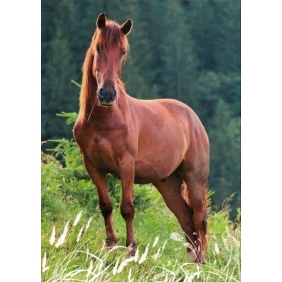 Pohlednice Kůň 95 – Zboží Dáma