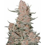 Fast Buds Ztrawberriez Auto semena neobsahují THC 1 ks – Zboží Dáma