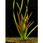 Vallisneria rubra - Zákruticha červená – Zboží Mobilmania