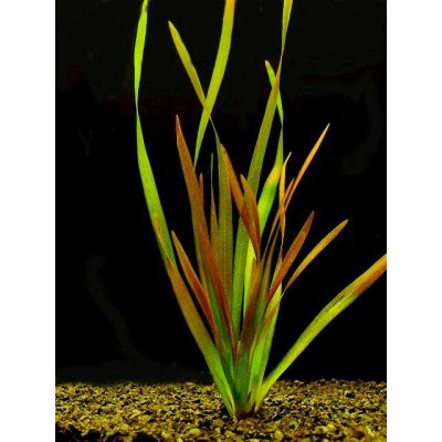 Vallisneria rubra - Zákruticha červená – Zboží Mobilmania