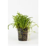 Lilaeopsis novea zelandia - Liliovníček novozélandský – Zboží Dáma