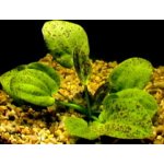 Echinodorus leopard - Šípatkovec leopardí – Zboží Dáma