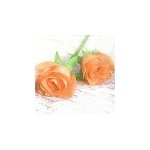 Oranžové růže 33x33 UBF001071