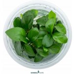 Anubias barteri nana – Sleviste.cz