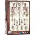 EuroGraphics Kosterní soustava The Skeletal System 1000 dílků – Sleviste.cz