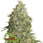 Seedstockers BCN Critical XXL semena neobsahují THC 5 ks – Hledejceny.cz