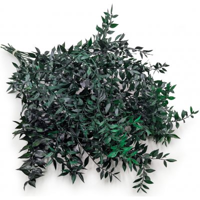 mech-mech.cz Stabilizovaný Ruskus - (Ruscus) - tmavě zelený – Sleviste.cz