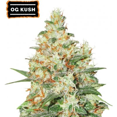 Seedstockers O.G. Kush AUTO semena neobsahují THC 1 ks – Zboží Dáma