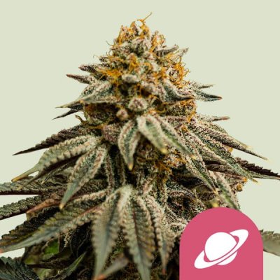 Royal Queen Seeds Royal Skywalker semena neobsahují THC 5 ks – Zboží Dáma