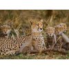 Tapety WEBLUX Samolepka fólie Mother cheetah and her cubs in the savannah. Kenya. Tanzania. Africa. National Park. Serengeti. Maasai Mara. An excellent illustration. - 100367879 200 x 144 cm