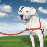 PetSafe Postroj EasyWalk – Hledejceny.cz