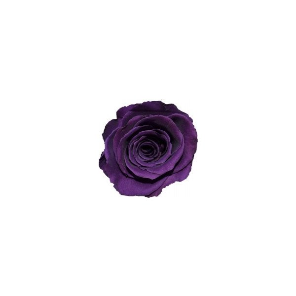 Květina Dárková stabilizovaná růže - fialová
