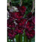 Mečík 'Black surprise' 5 ks Velikost cibulí: 10/12 – Hledejceny.cz