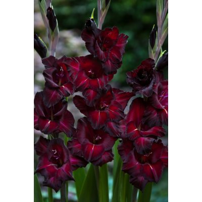 Mečík 'Black surprise' 5 ks Velikost cibulí: 10/12 – Hledejceny.cz