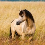 NOTIQUE nástěnný Koně 30 × 34 cm 2026 – Zboží Dáma