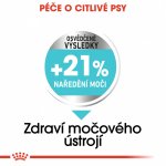 Royal Canin Mini Urinary Care 1 kg – Zboží Mobilmania