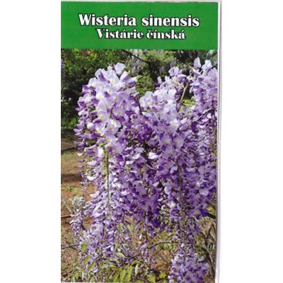 Semena Vistárie čínská – Wisteria sinensis