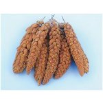 Avicentra Proso senegalské klasy 100 g – Zboží Dáma