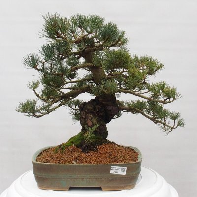 e-bonsai Venkovní bonsai - Pinus parviflora - Borovice drobnokvětá – Hledejceny.cz