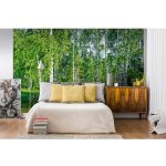 Dimex MS-5-0100 vliesová fototapeta na zeď Březový háj rozměry 375 x 250 cm – Hledejceny.cz