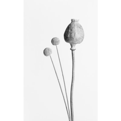 Umělecká fotografie Poppy Seed Capsule Black and White, Studio Collection, (26.7 x 40 cm) – Hledejceny.cz