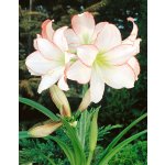 Hvězdník 'Picotee' 1 ks – Zboží Dáma