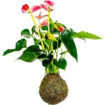Gardners Kokedama Anthurium růžová (L) Anturie, toulitka, prasečí ocásek 1 ks