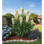 Juka vláknitá 'Filamentosa' 1 ks – Sleviste.cz