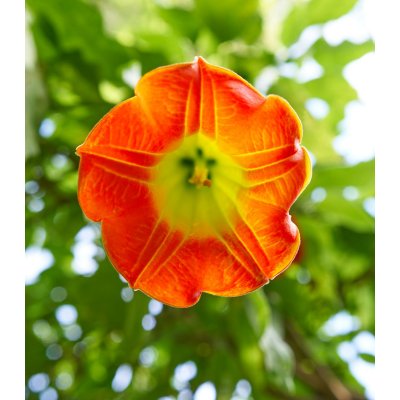 Durman krvavý - Brugmansia sanguinea - semena durmanu - 7 ks – Hledejceny.cz