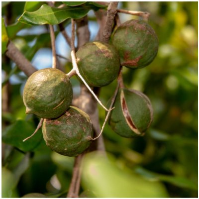 Makadamské oříšky - Macadamia integrifolia - semena makadamského oříšku - 2 ks – Hledejceny.cz