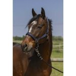 NORTON 4Lines stájovka pro koně b. tm.modrá – Zboží Mobilmania