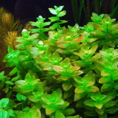 Bacopa caroliniana - Bakuma karolínská