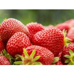 Jahodárna Brozany Jahodník 'Senga Sengana' 12 ks poloraný Sazenice: Frigo sadba "A+" extra výběr 12 ks – Hledejceny.cz