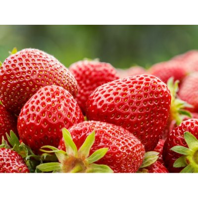 Jahodárna Brozany Jahodník 'Senga Sengana' 12 ks poloraný Sazenice: Frigo sadba "A+" extra výběr 12 ks – Hledejceny.cz