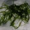 Akvarijní rostlina I--Z Taxiphyllum barbieri - jávský mech