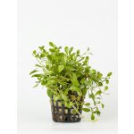 Glossostigma elatinoides - Glosostigma úporovitá – Zbozi.Blesk.cz