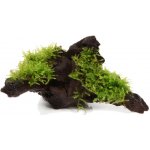 Vesicularia montagnei Christmas Moss na kořenu – Sleviste.cz