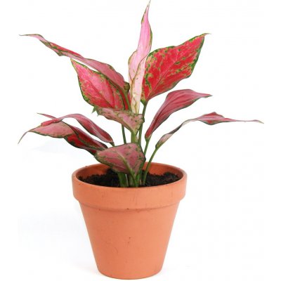 Gardners Aglaonema Red Valentine, průměr 12-14 cm Aglaonema, Spící panna – Zboží Mobilmania