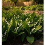 Konvalinka 'Hardwick Hall' 1 ks – Zboží Dáma